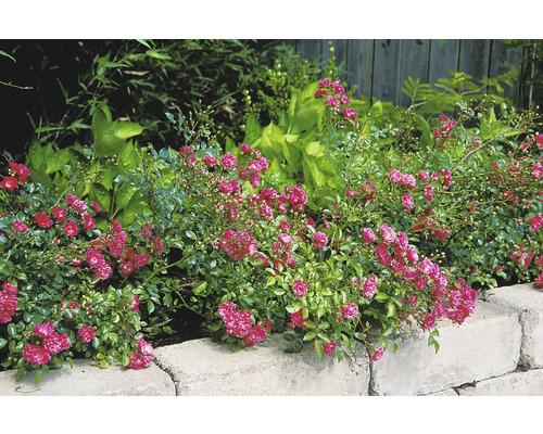 Ros OMNIA GARDEN Rosa FAIRY DANCE 'Harward' (Poly) 5-pack Marktäckande ros Rosa Lovely Fairy med talrika små rosa blommor i en rabatt bakom en ljus stenmur.