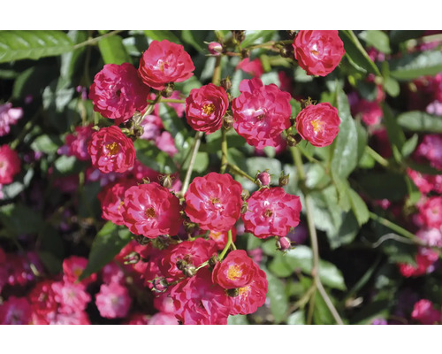 Små röda rosor med gul mitt och gröna blad på en buske.