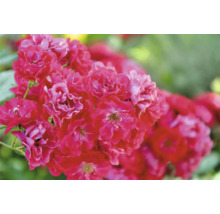 Blommande rosor på en rosenbuske.