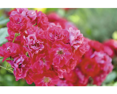 Blommande rosor på en rosenbuske.