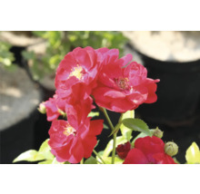 Blommande röda rosor med gul mitt och gröna blad.