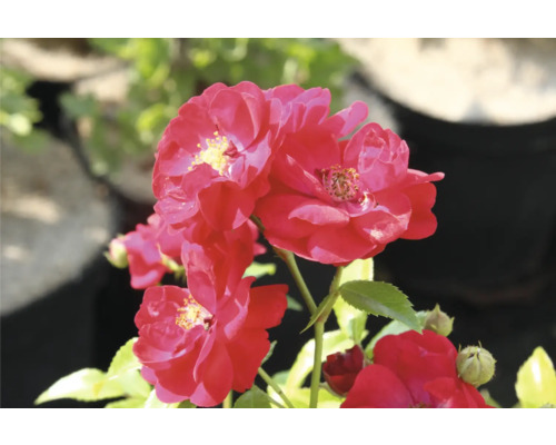 Blommande röda rosor med gul mitt och gröna blad.