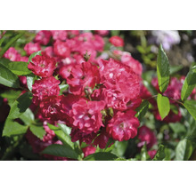 Närbild på blommande röda rosor med gröna blad.