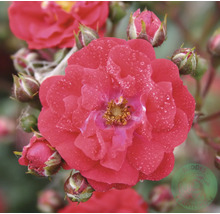 Röd ros i full blom med vattendroppar på kronbladen och flera stängda knoppar.