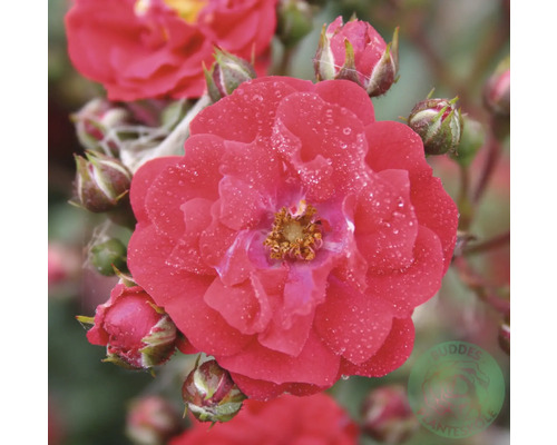 Röd ros i full blom med vattendroppar på kronbladen och flera stängda knoppar.