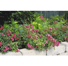 Marktäckande ros Rosa Lovely Fairy med talrika små rosa blommor i en rabatt bakom en ljus stenmur.