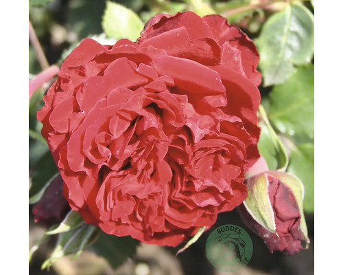 Närbild av en mörkröd fylld ros med knopp och gröna blad samt Buddes Logo.