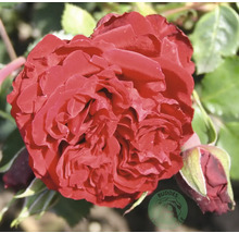 Närbild av en mörkröd fylld ros med knopp och gröna blad samt Buddes Logo.