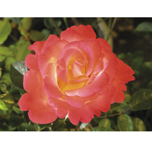 Närbild av en tvåfärgad ros i rosa och gult med många kronblad mot en grön bakgrund.