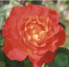 Närbild på en ros med fylld blomma och färgövergång från orange till gult, Buddes Planteskole Logo