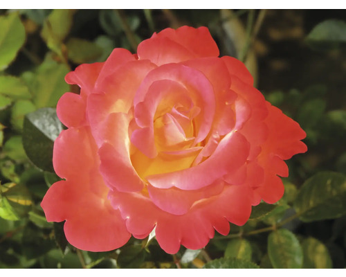 Närbild av en tvåfärgad ros i rosa och gult med många kronblad mot en grön bakgrund.