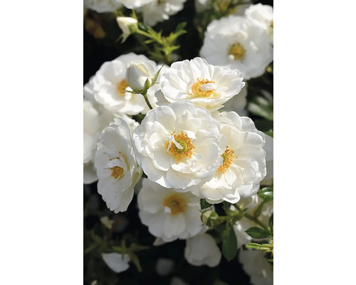 Vita marktäckande rosor med gul mitt.
