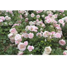 Ljus och tättplanterad trädgårdsrabatt med ljusrosa blommande rosor och gröna blad.