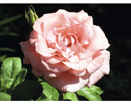 Storblommig ros ljusrosa med gröna blad och knopp.