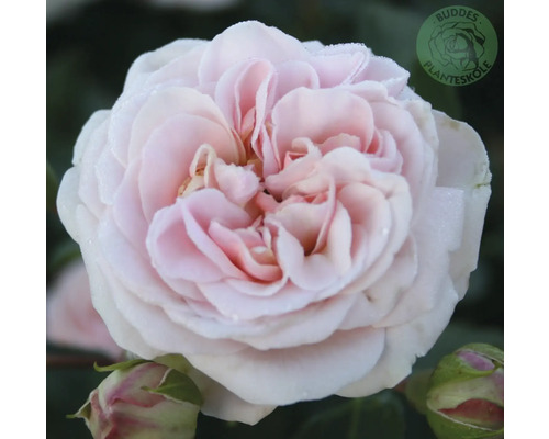 Närbild av en ljusrosa fylld ros i full blom med rosenknoppar. Buddes Planteskole Logo.
