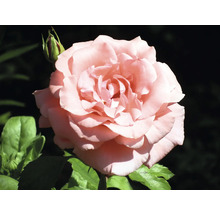 Storblommig ros ljusrosa med gröna blad och knopp.