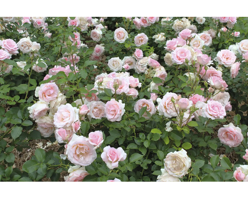 Ljus och tättplanterad trädgårdsrabatt med ljusrosa blommande rosor och gröna blad.