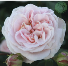 Närbild av en ljusrosa fylld ros i full blom med rosenknoppar. Buddes Planteskole Logo.