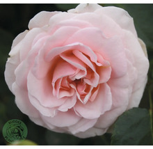 Ljusrosa ros i full blom, Buddes Plantole-logotyp.