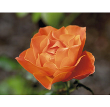 Närbild av en orange ros.