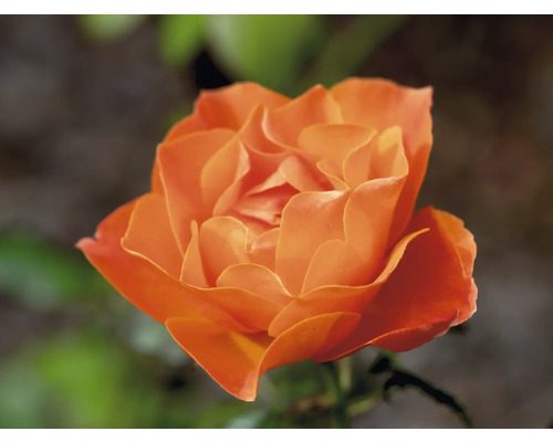 Närbild av en orange ros.