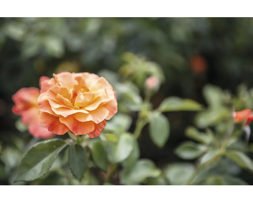 Blommande orange ros i en trädgård.