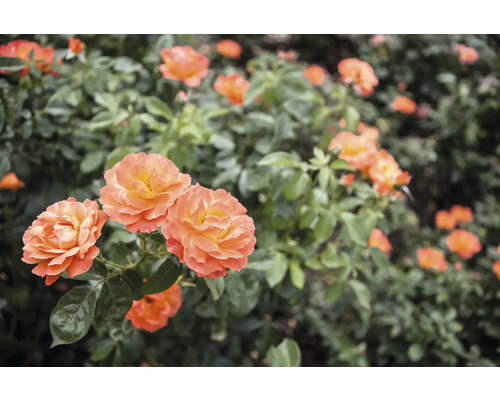 Orange rosor på en buske med gröna blad.