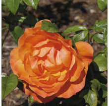 Närbild av en blommande orange ros med gröna blad.