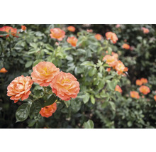 Orange rosor på en buske med gröna blad.
