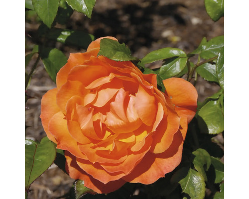 Närbild av en blommande orange ros med gröna blad.
