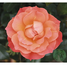 Blommande ros i färgerna aprikos och rosa med Buddes Planteskole Logo.