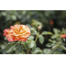 Blommande orange ros i en trädgård.