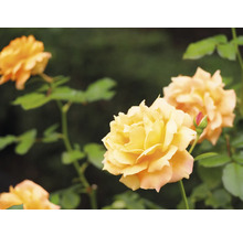 Gula rosor med gröna blad och en rosenknopp