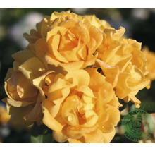 Närbild av gula rosor med vattendroppar på kronbladen. BUDDES PLANTESKOLE Logo.