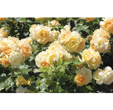 Gul-aprikosfärgade rosor med fyllda blommor och gröna blad i en trädgård.