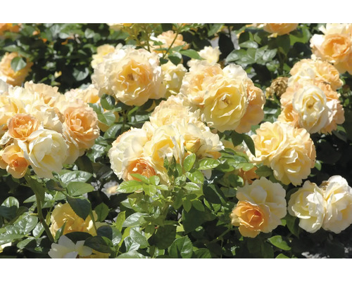 Gul-aprikosfärgade rosor med fyllda blommor och gröna blad i en trädgård.