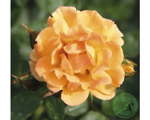 Närbild av en blommande aprikosfärgad ros med många kronblad. Buddes Planteskole Logo.
