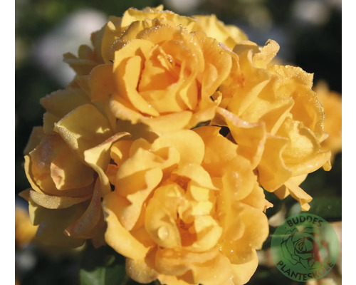 Närbild av gula rosor med vattendroppar på kronbladen. BUDDES PLANTESKOLE Logo.