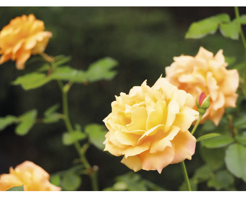 Gula rosor med gröna blad och en rosenknopp
