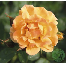 Närbild av en blommande aprikosfärgad ros med många kronblad. Buddes Planteskole Logo.