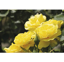 Gula rabattrosor med utslagna blommor och en grön knopp på en rosenbuske med gröna blad.