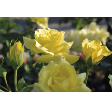 Gula rosor med knoppar och utslagna blommor i en trädgård i dagsljus.