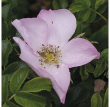 Blommande vresros med rosa kronblad, gul mitt och vattendroppar bland gröna blad.