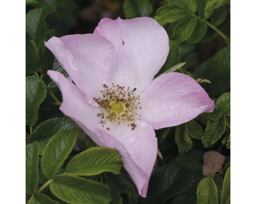 Blommande vresros med rosa kronblad, gul mitt och vattendroppar bland gröna blad.