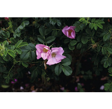 Vresros Rosa rugosa med rosa blommor och gröna blad.