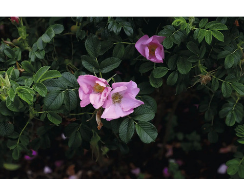 Vresros Rosa rugosa med rosa blommor och gröna blad.