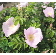 Närbild av en nyponros med ljusrosa blommor, gul mitt och gröna blad.