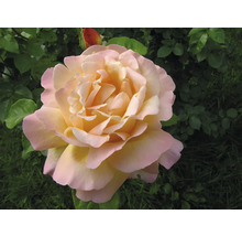 Fullt utslagen ros med persikofärgade och rosa kronblad bland gröna blad.