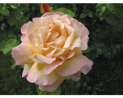 Fullt utslagen ros med persikofärgade och rosa kronblad bland gröna blad.