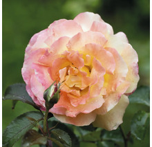 Blommande ros i rosa, gult och orange med vattendroppar na kronbladen och en rosknopp.